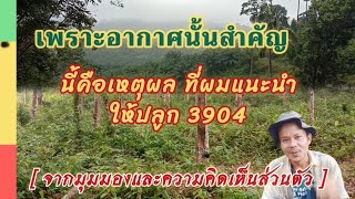 Why is rubber 3904 recommended for planting in the Northeast and North / Gardeners talk.