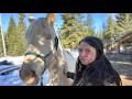 Taming WILD HORSES - Off Grid in The Woods