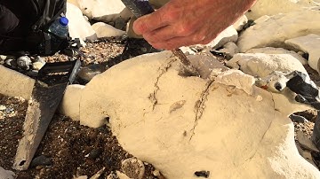 Hunting for Echinoids