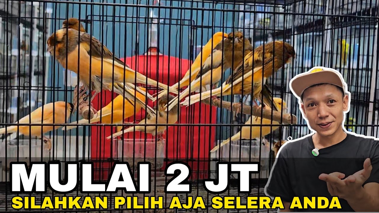 ASLI MENGGODA‼️YS DISINI DI AMBIL DARI BREDER TERNAMA DI ITALY