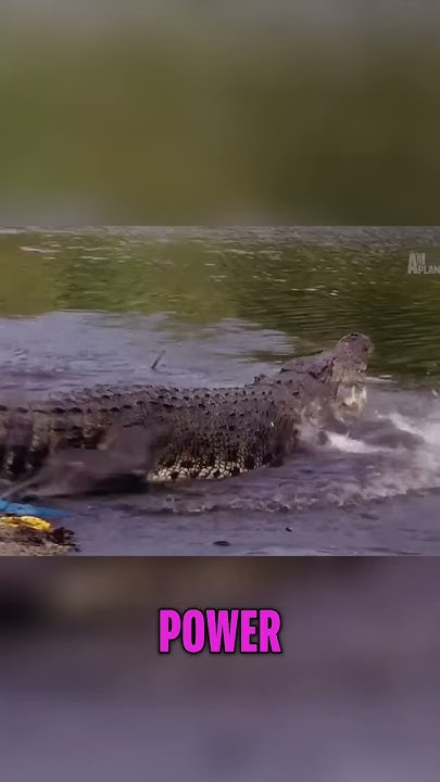 What a Ferocious Crocodile - YouTube
