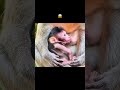 baby monkey Have you ever experienced such a feeling of hunger and thirst #animal #monkey