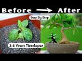 Mame bonsai timelapse  26 years bonsai timelapse