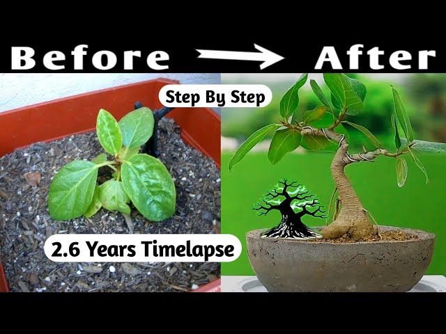 Mame Bonsai Timelapse | 2.6 Years Bonsai Timelapse class=