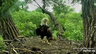 Decorah Eagles 6-30-20, 5:15 pm DM2 brings fish, no takers, leaves with it