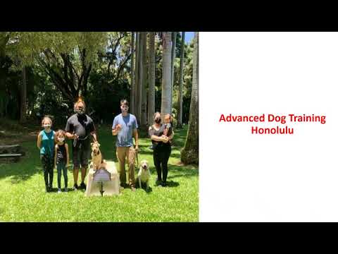 Alpha K-9 | Advanced Dog Training in Honolulu, HI
