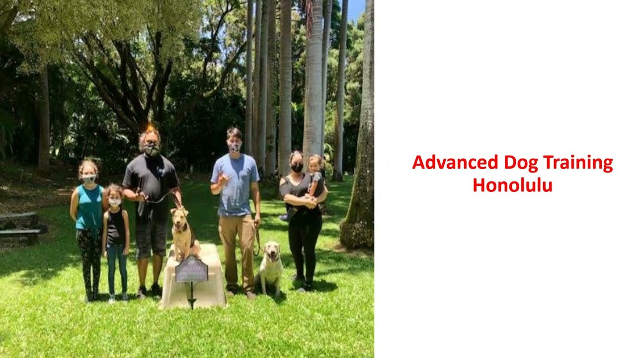 ⁣Alpha K-9 | Advanced Dog Training in Honolulu, HI