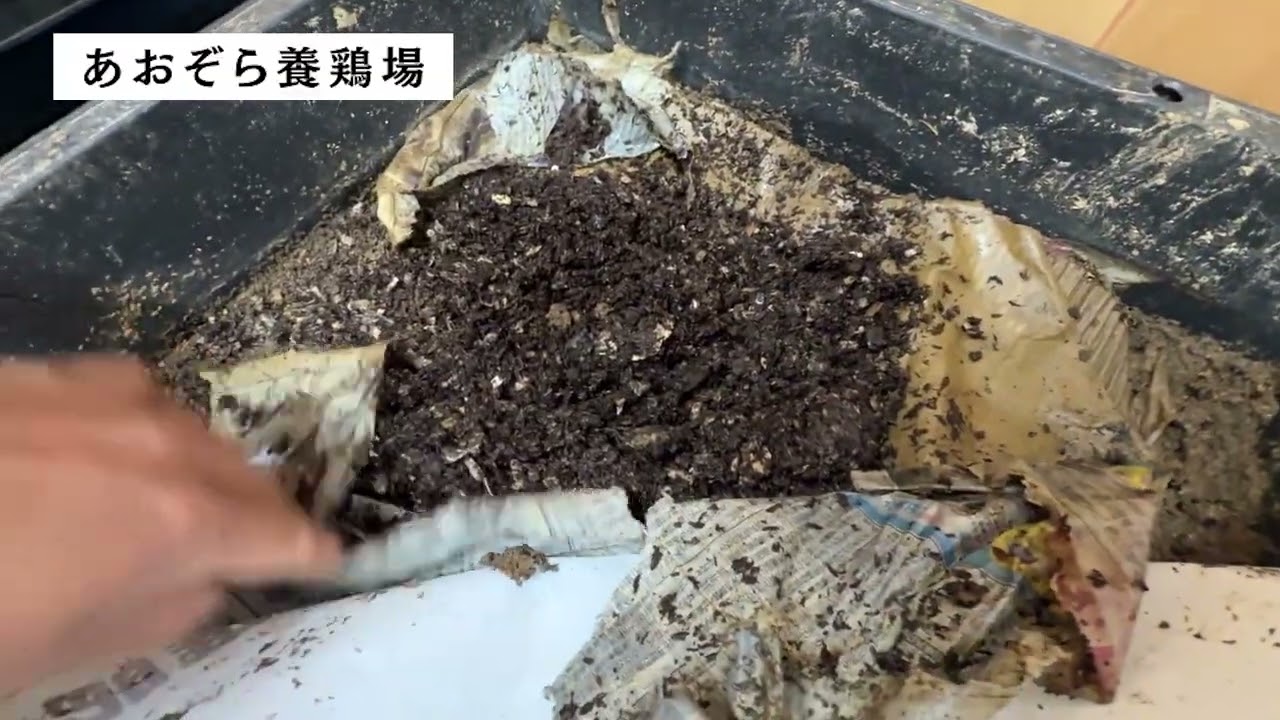 ミミズ養殖その後・鶏糞チャレンジ！