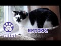 A Historic Day For Splash, Feliway Optimum Happy Family - S6 E175 - Introducing Cats, Lucky Ferals