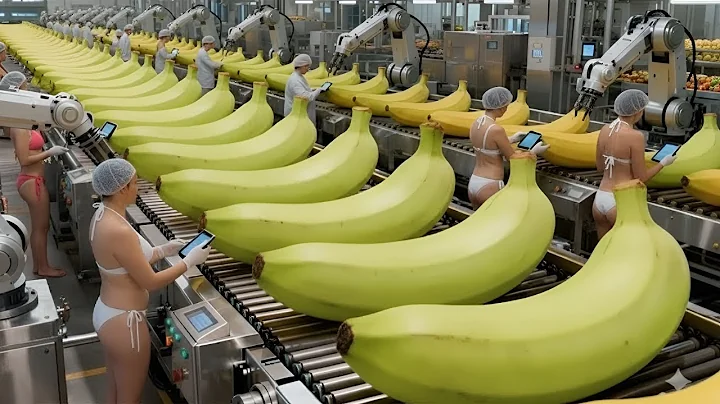 Inside a Modern Banana Factory – An Incredible Automated Production Process