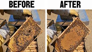Brood Box Rotation (180°) – Results After 7 Days!