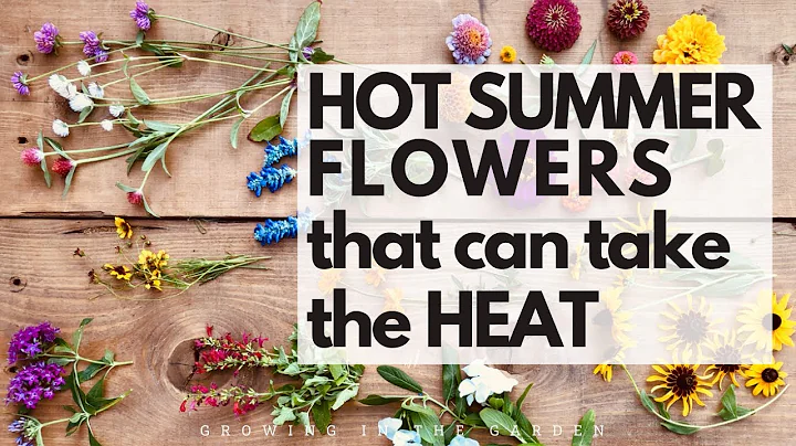 10 HOT SUMMER garden FLOWERS that take the HEAT - plus TIPS for WHEN and HOW to plant them - DayDayNews