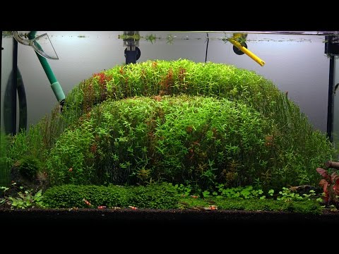 Video: Minunată Rotală Cu Frunze Rotunde