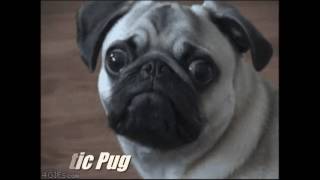 These are the best dog GIFs on the internet
