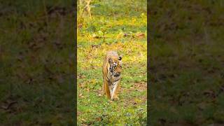 Mirror mirror on the wall whose the baddest of them all. #wildlife #trendingshorts #tigersafari @TravelSeeWrite