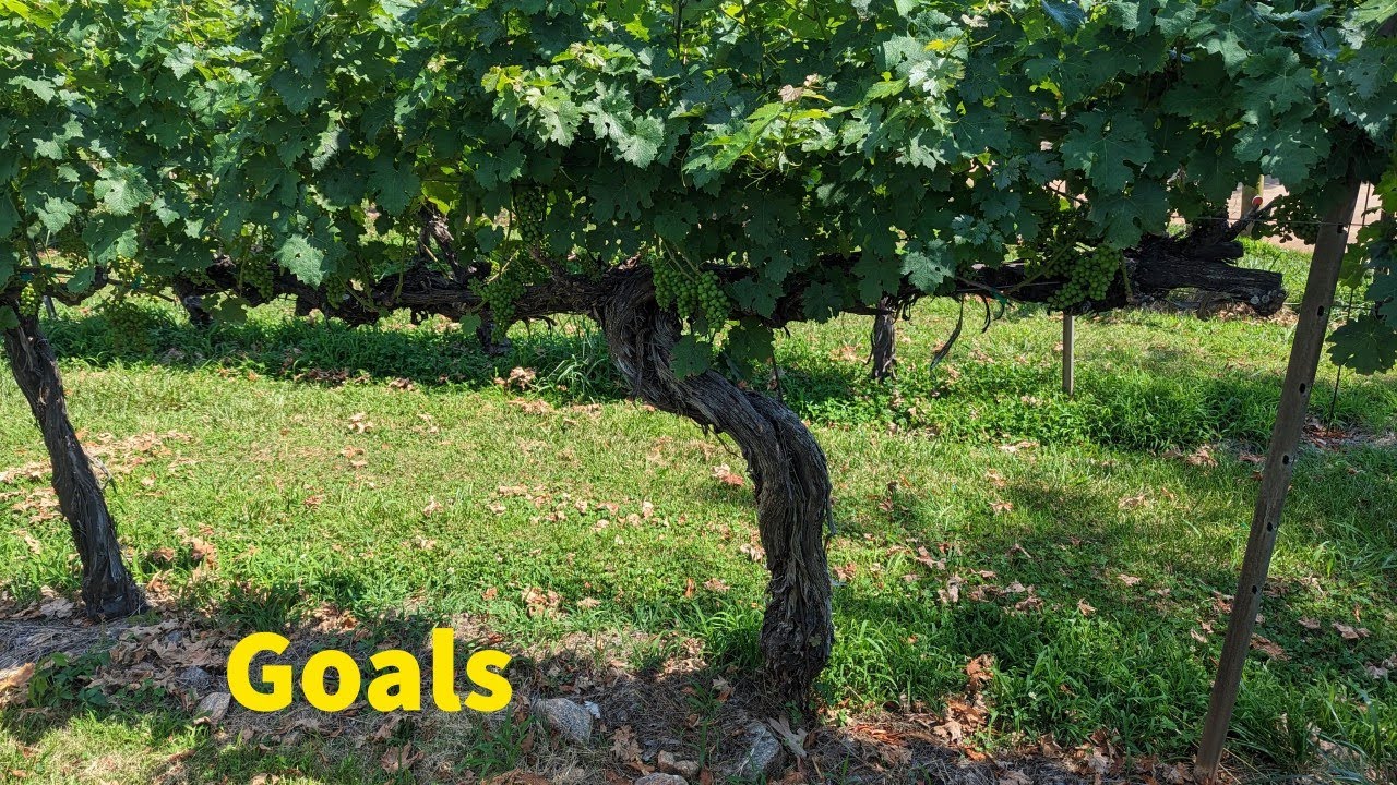 Week 6 Growing Wine Grapes in Indiana