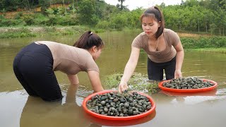 Harvesting A Lot Of Snails Go To Market Sell - Cooking Snails | Harvesting Daily Life