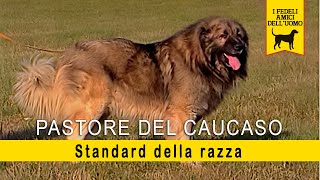 Pastore del Caucaso - Standard della razza by RUNshop 42,958 views 4 years ago 5 minutes, 52 seconds