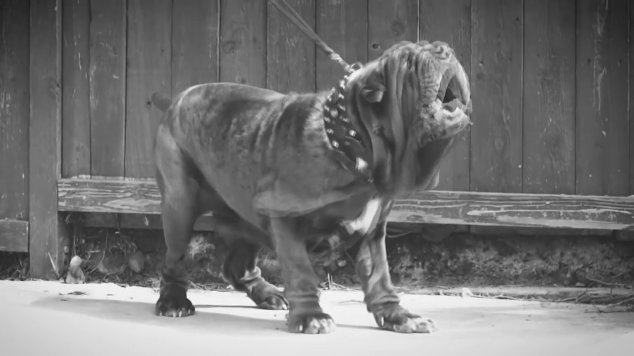 American Molossus Video by 818 Concepts. YouTube