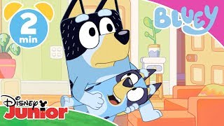 Bluey | Meet the Family 👨‍👩‍👧‍👧 | Disney Kids