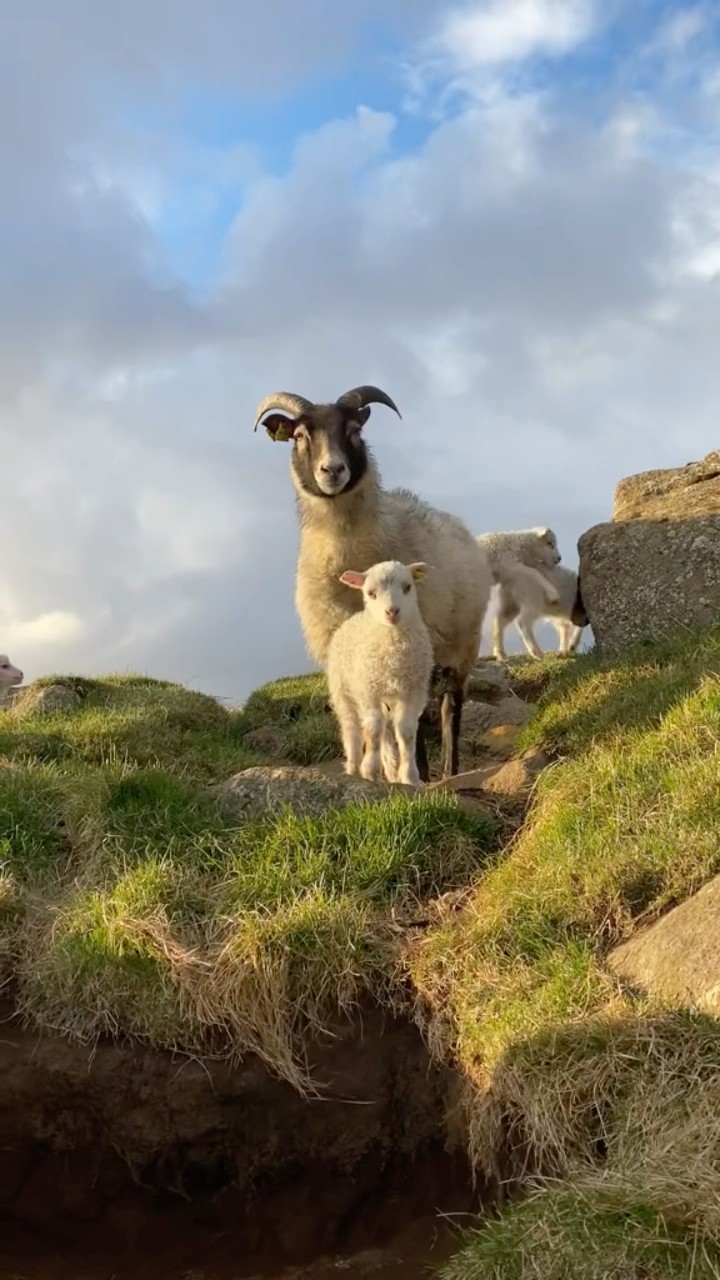 #JasonDeruloTV // Sheep Playing ?? #GotPermissionToPost From TT @liljasdiary #JalebiBaby