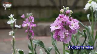 Bee Gees  Wildflower  Singalong  