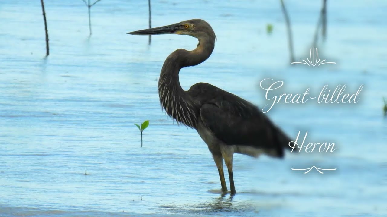 GREAT BILLED HERON - A Flying Dinosaur