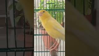 Download Lagu chant singing canaries 50 تغريد الكناري MP3
