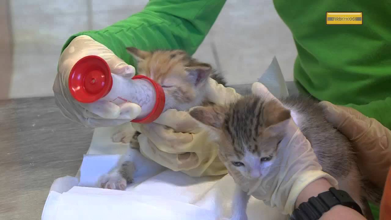 Firbcologi: mačji mladiči