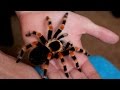 Handling beautiful Mexican Giant Red knee tarantula (B. annitha) [Inferion7]