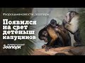 В Ленинградском зоопарке родился детёныш капуцинов!
