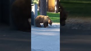 Brown Bear Dumpster Diving in South Lake Tahoe || ViralHog