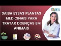 Saiba essas plantas medicinais para tratar doenas em animais