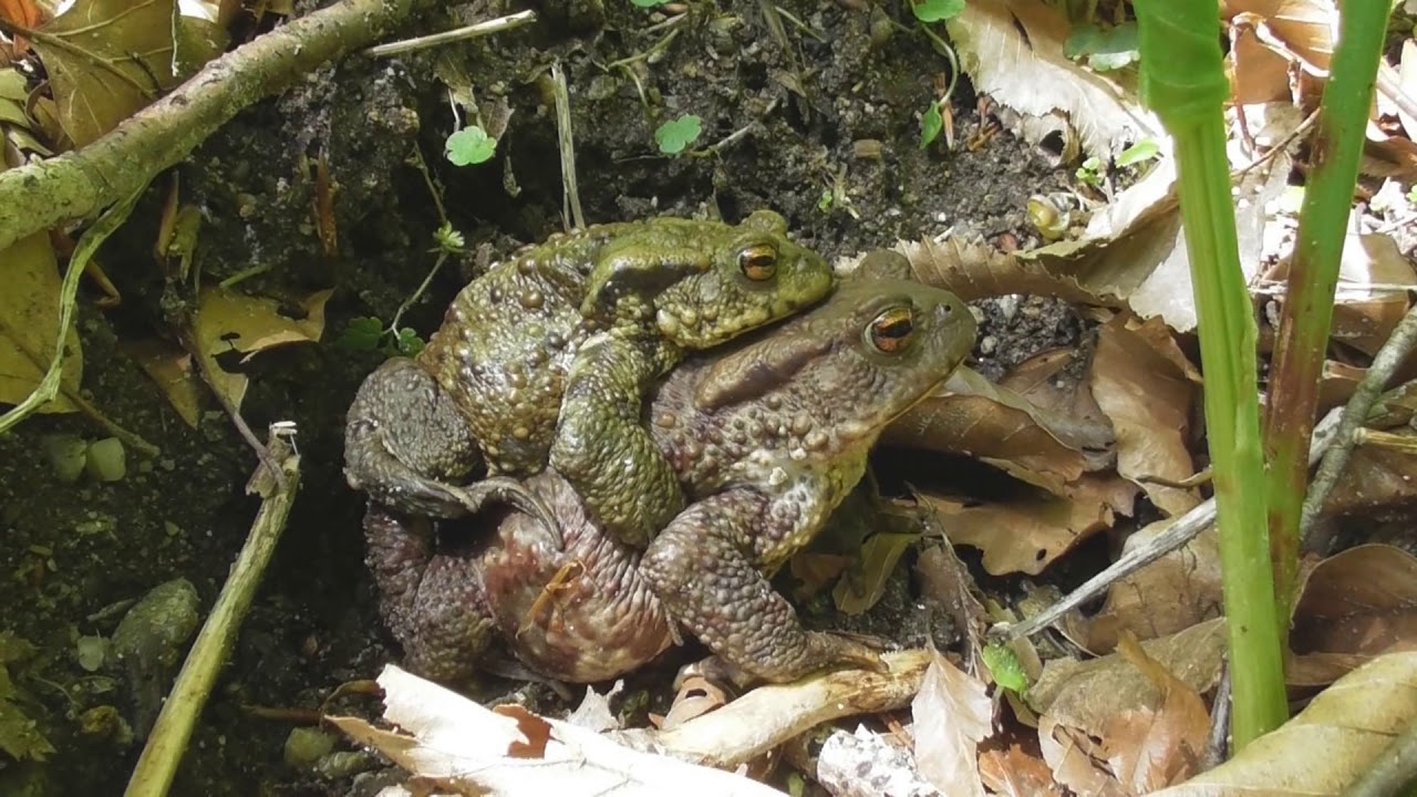 The common toad, European toad, Bufo bufo, a beautiful and strange amphibian