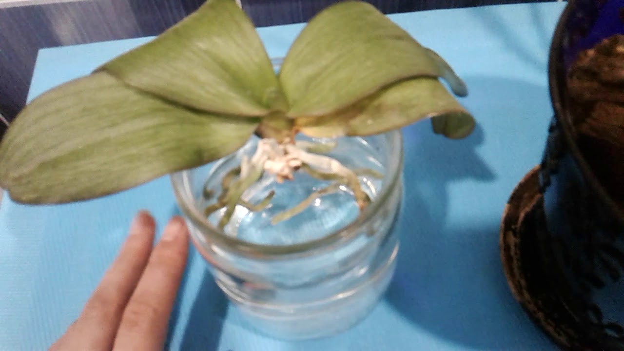 Орхидея потеряла тургор что делать. Тургор у орхидеи. Реанимация орхидеи с вялыми листьями. Орхидея вниз листьями реанимация.