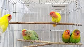 Rosy-Faced Lovebird Morning Sounds | Soft and Sweet Chirping screenshot 1
