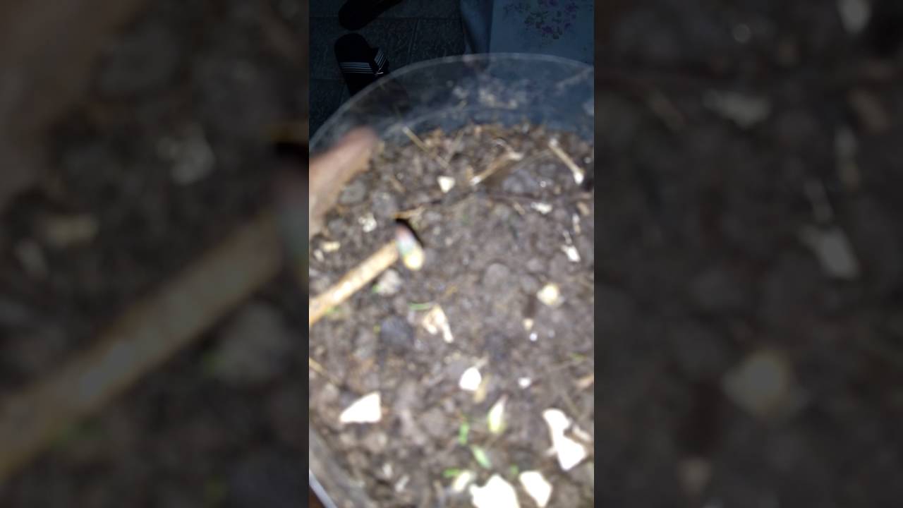 cultivando semente de maconha do prensado #1