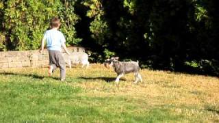 running pig.AVI