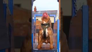 #AmericanPitbull #PitbullTerrier #DogLover #ViralVideo #Trending #Shorts #PitbullLife #DangerousDog