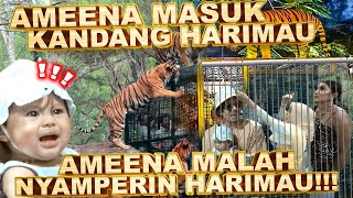 PERTAMA KALI AMEENA MASUK KANDANG HARIMAU!! ATTA AUREL SIAGA