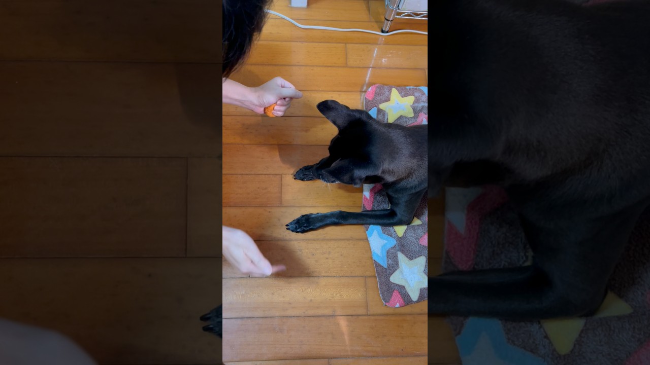 把拔的小把戲🪄😆Little trick#dogshorts #可愛い #puppy 縮圖