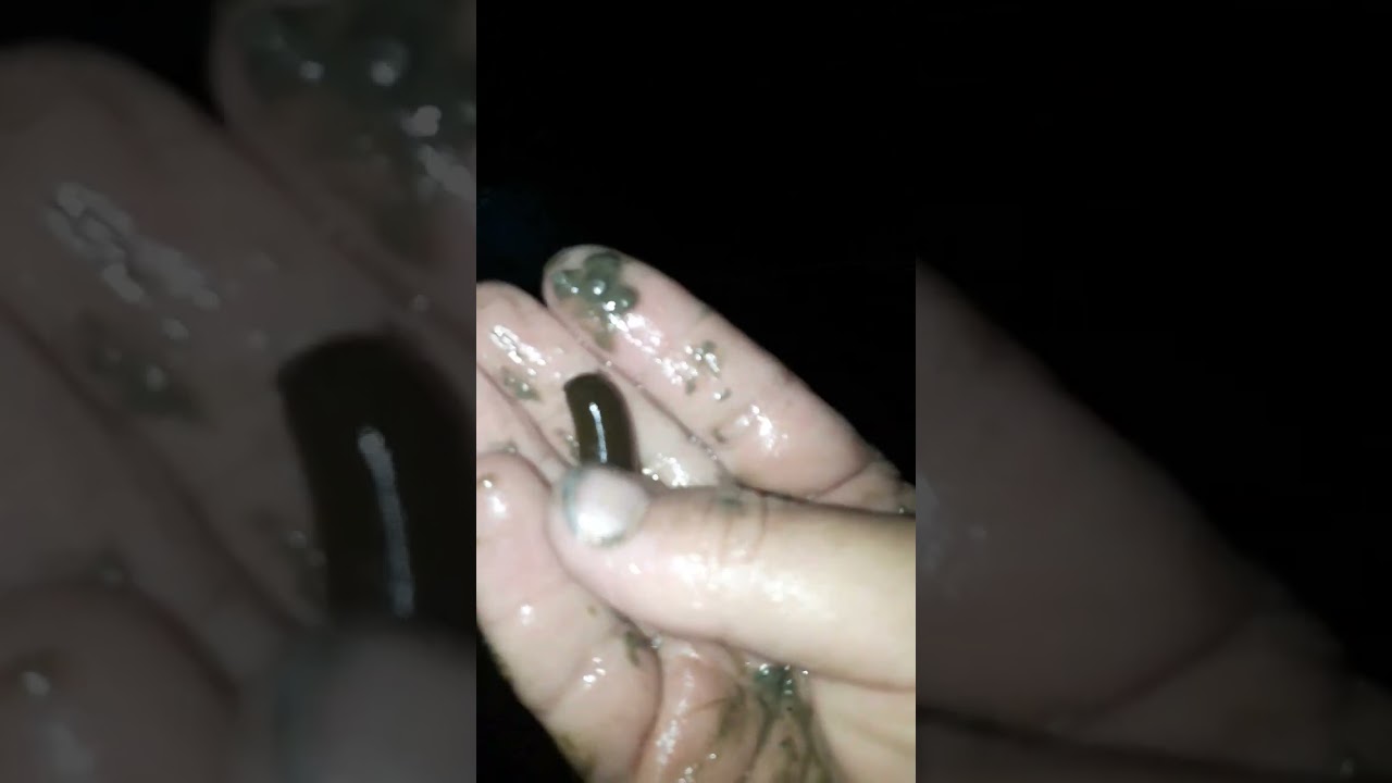 Sülük toplama merak edenlere