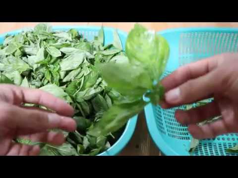 3. How to keep basil fresh / 바질 보관법