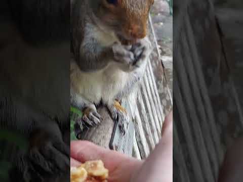 🐿 Hand feeding