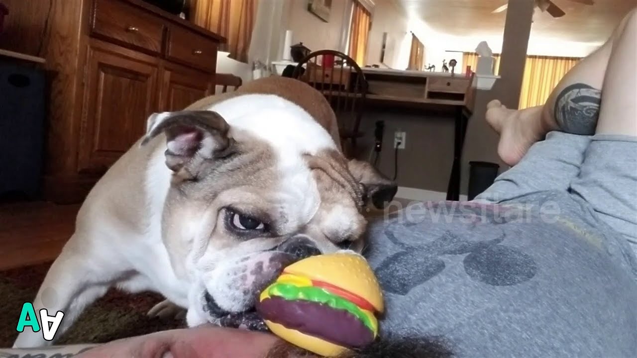 camera iphone 8 plus apk Determined Bulldog Insists Human WILL Play With Her and Like It