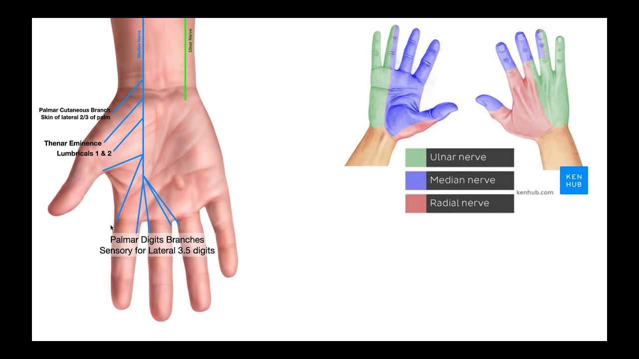 Ulnar nerve: Origin, course, branches and innervation