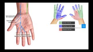 Branches of the Ulnar & Median Nerves [in Hand]