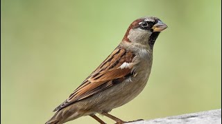 House sparrow birds happily eat raspberry leaves in yard. by Iris Shine 142 views 10 months ago 2 minutes, 29 seconds