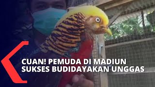 Beromzet Rp 100 Juta Perbulan Pemuda Di Madiun Sukses Kembangbiakan Unggas
