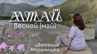 Майские на Алтае. Цветение Маральника, Ороктойский мост, Долина духов, Манжерок и мараловая ферма.